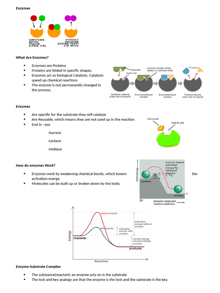 Enzymes Notes | PDF | Enzyme | Active Site