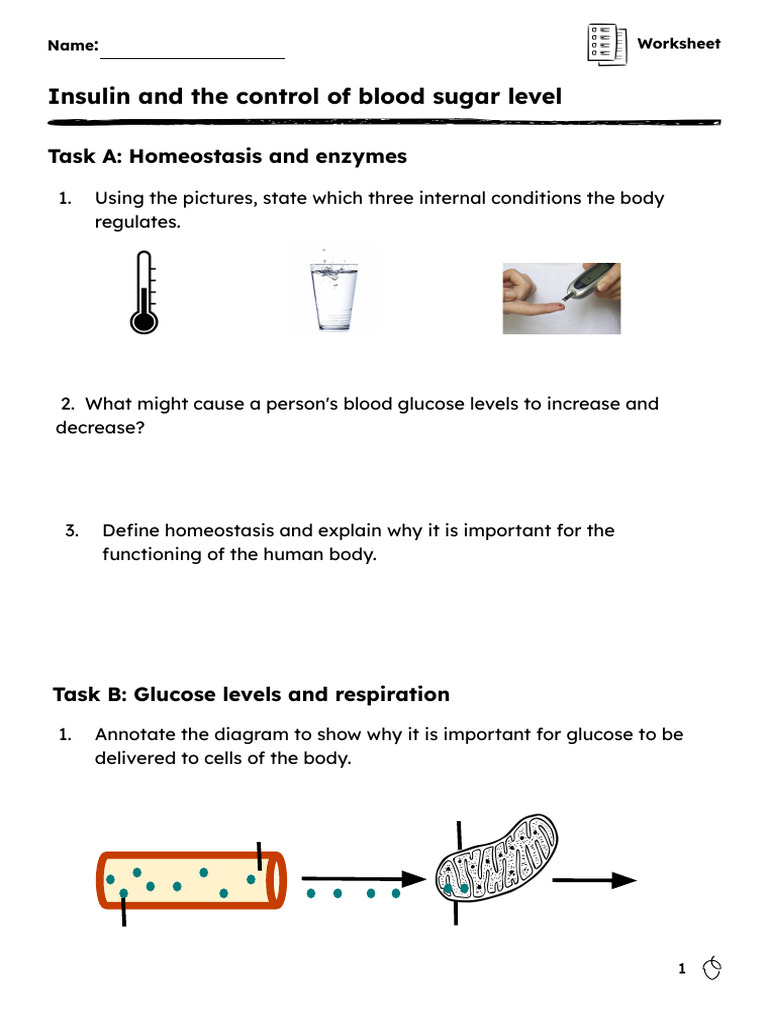 Worksheet Questions 11 | PDF | Glucose | Insulin