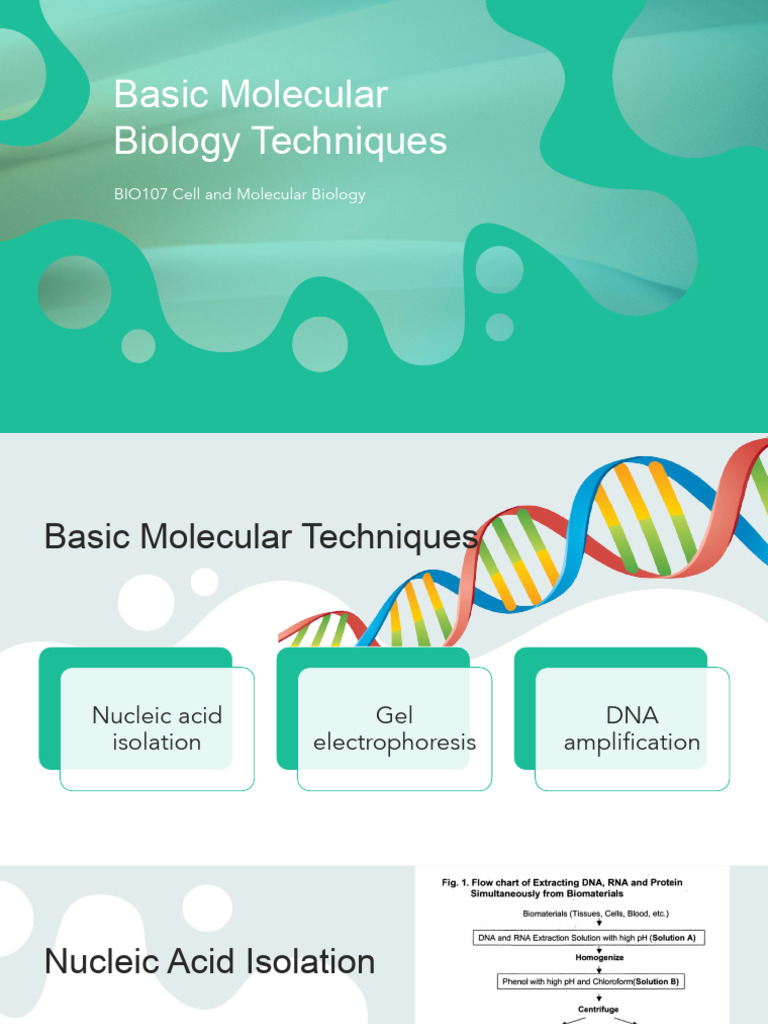 Lecture 6 Basic Molecular Techniques.pptx | PDF | Gel Electrophoresis ...