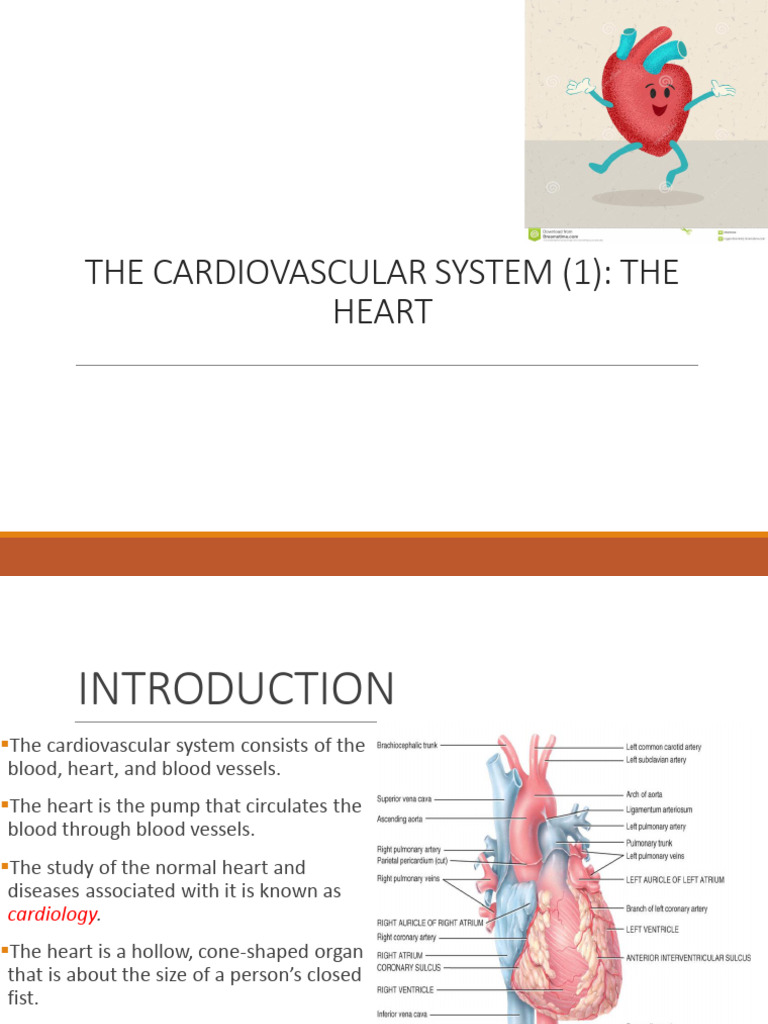 Heart | PDF | Heart Valve | Coronary Circulation