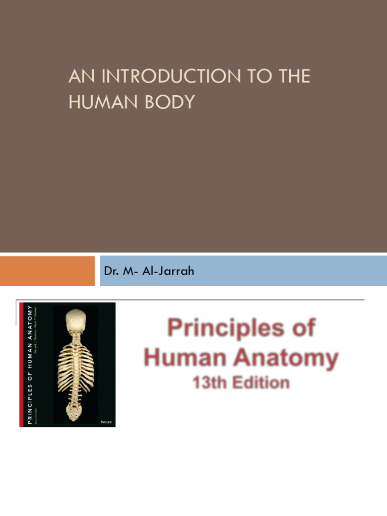 Introduction to Human Body | PDF | Anatomical Terms Of Location | Abdomen