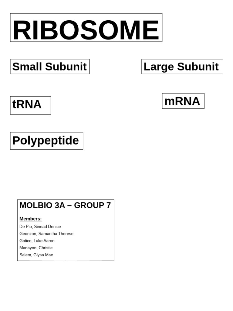 Molbio Ribosome Model | PDF
