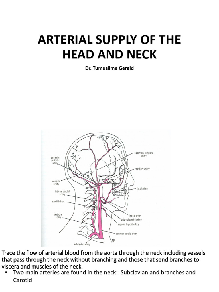 Arterial Supply of The Head and Neck | PDF | Common Carotid Artery | Neck