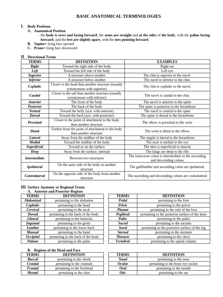 426192886 Basic Anatomic Terms | PDF | Anatomical Terms Of Location ...