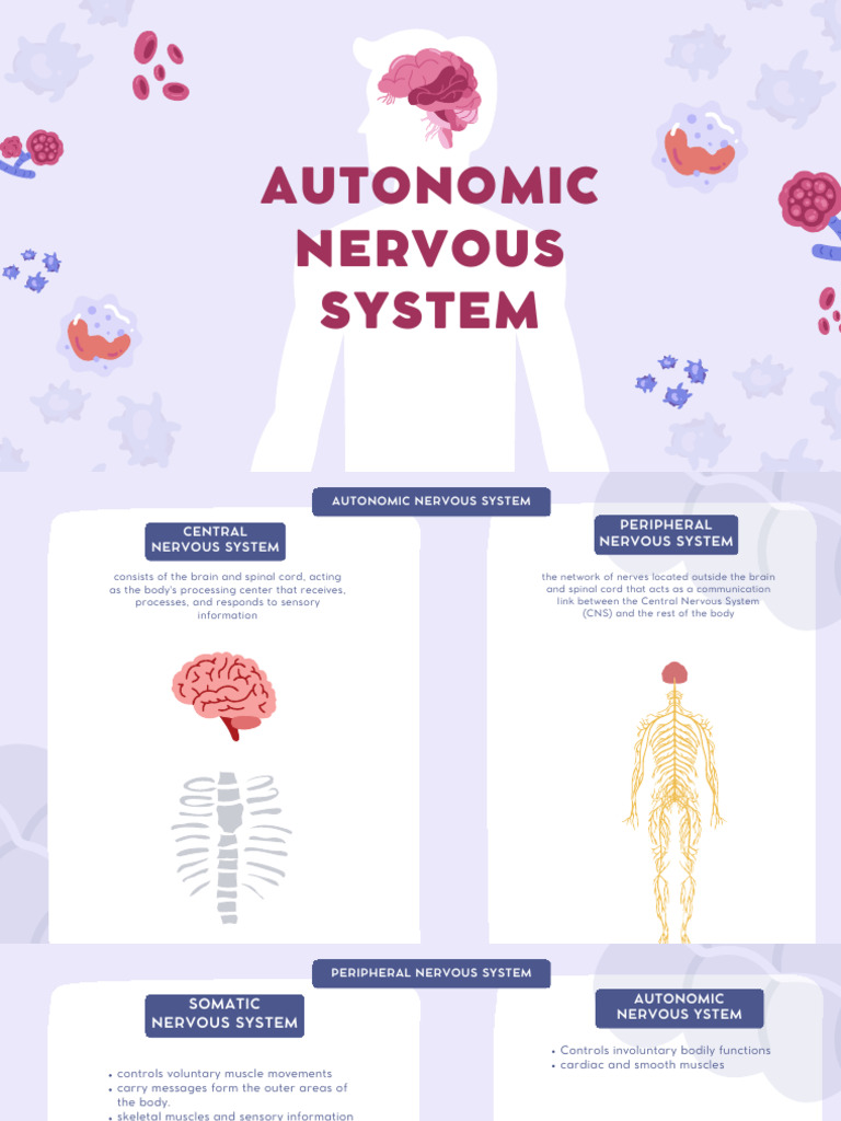 Autonomic Nervous System | PDF | Autonomic Nervous System | Nervous System