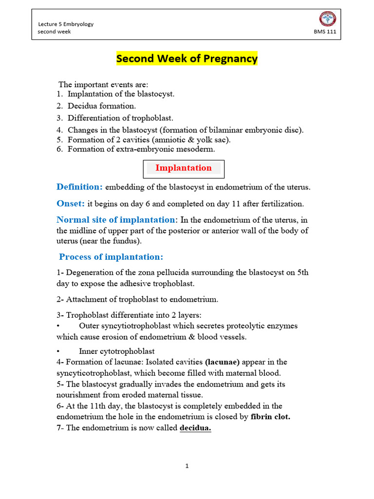 L5-Second Week of Pregnancy | PDF | Uterus | Anatomy
