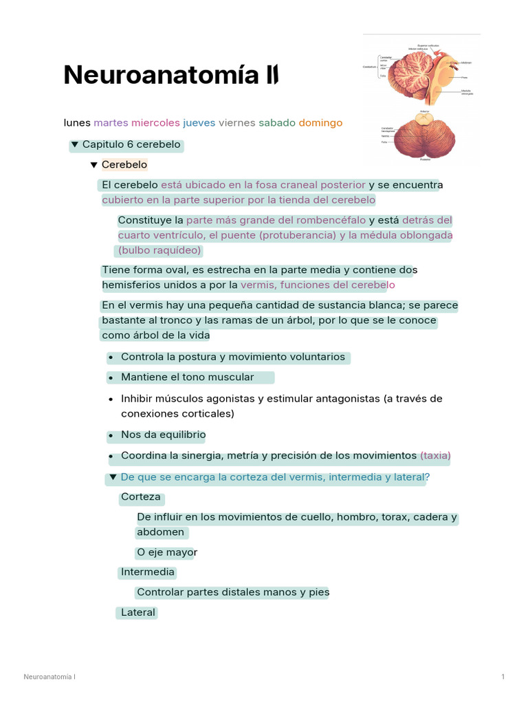 Neuro II 1er Parcial_260127_110209 (1) (1) | PDF | Cerebelo | Cerebro