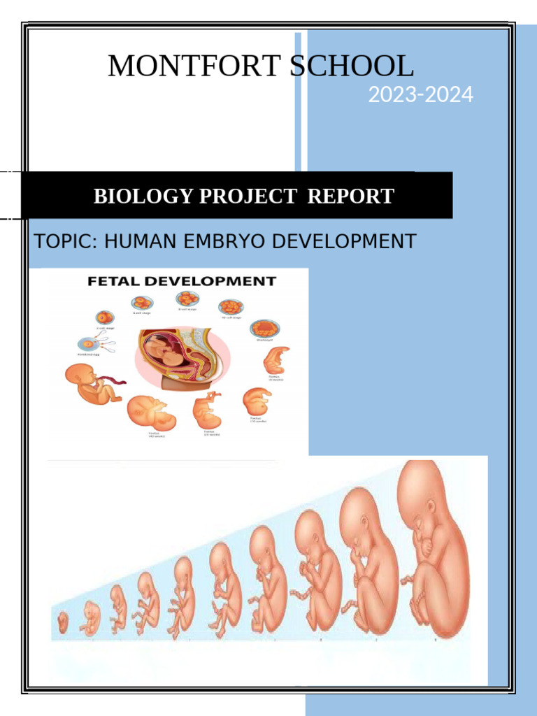 Human Embryo Development | PDF | Embryo | Prenatal Development