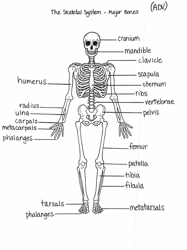 Skeleton Labeling Major Bones ANSWER KEY (ADV) | PDF