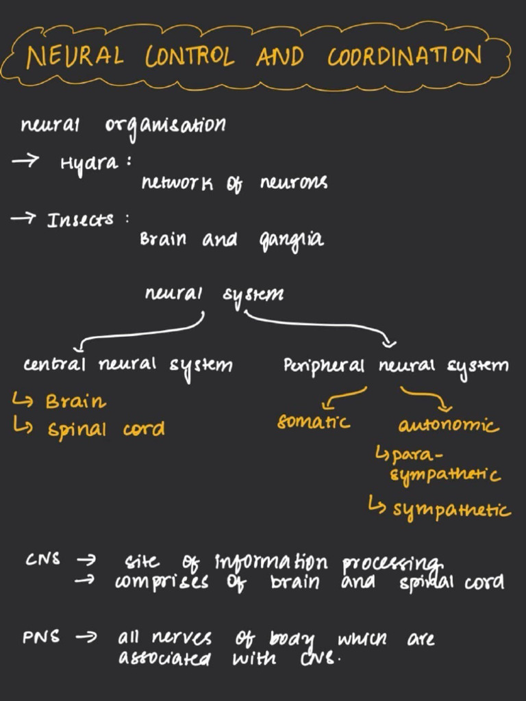 Neural Control and Coordination Notes | PDF
