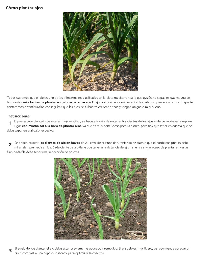 Cómo Plantar Ajos - Uncomo.com | PDF
