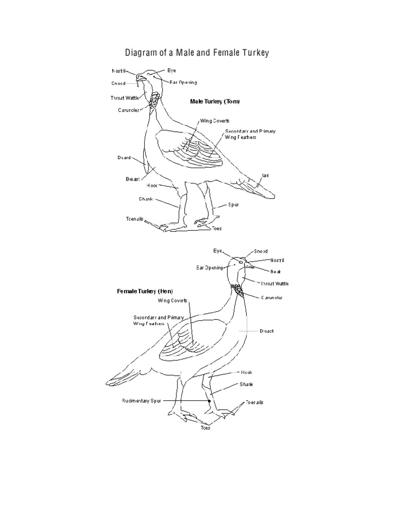 Diagram Turkey | PDF