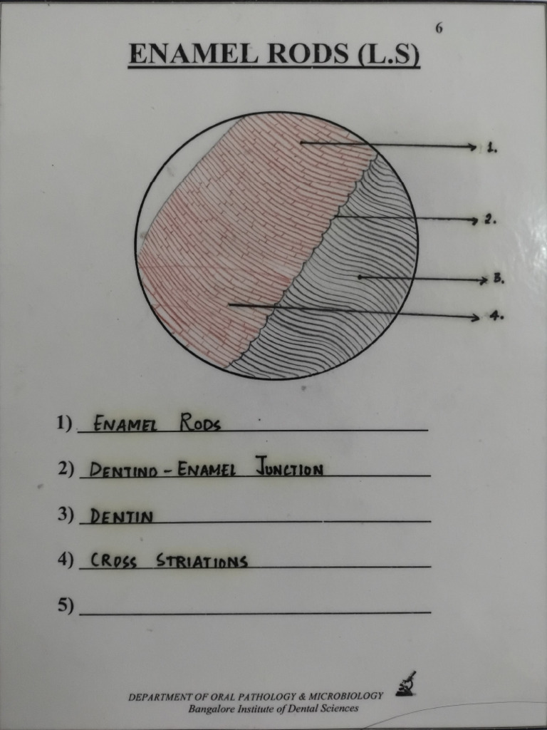 Unit 3 Enamel | PDF | Tooth Enamel | Dentin