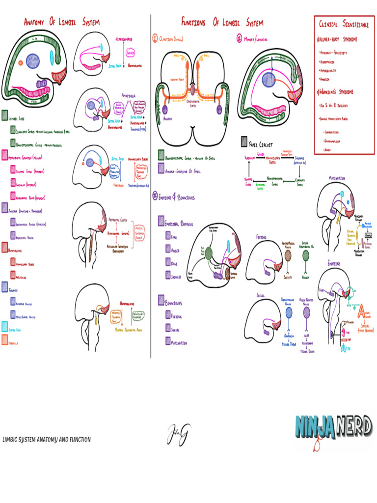 Limbic System Anatomy & Function | PDF
