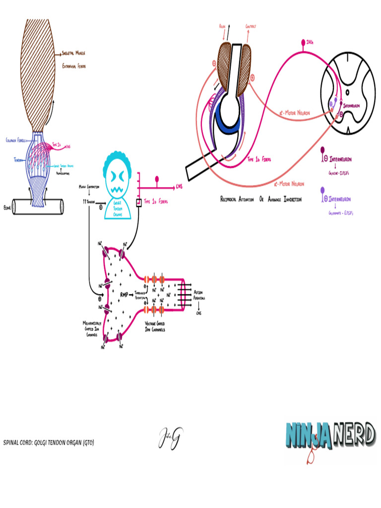 Spinal Cord - Golgi Tendon Organ Reflex (GTO) | PDF