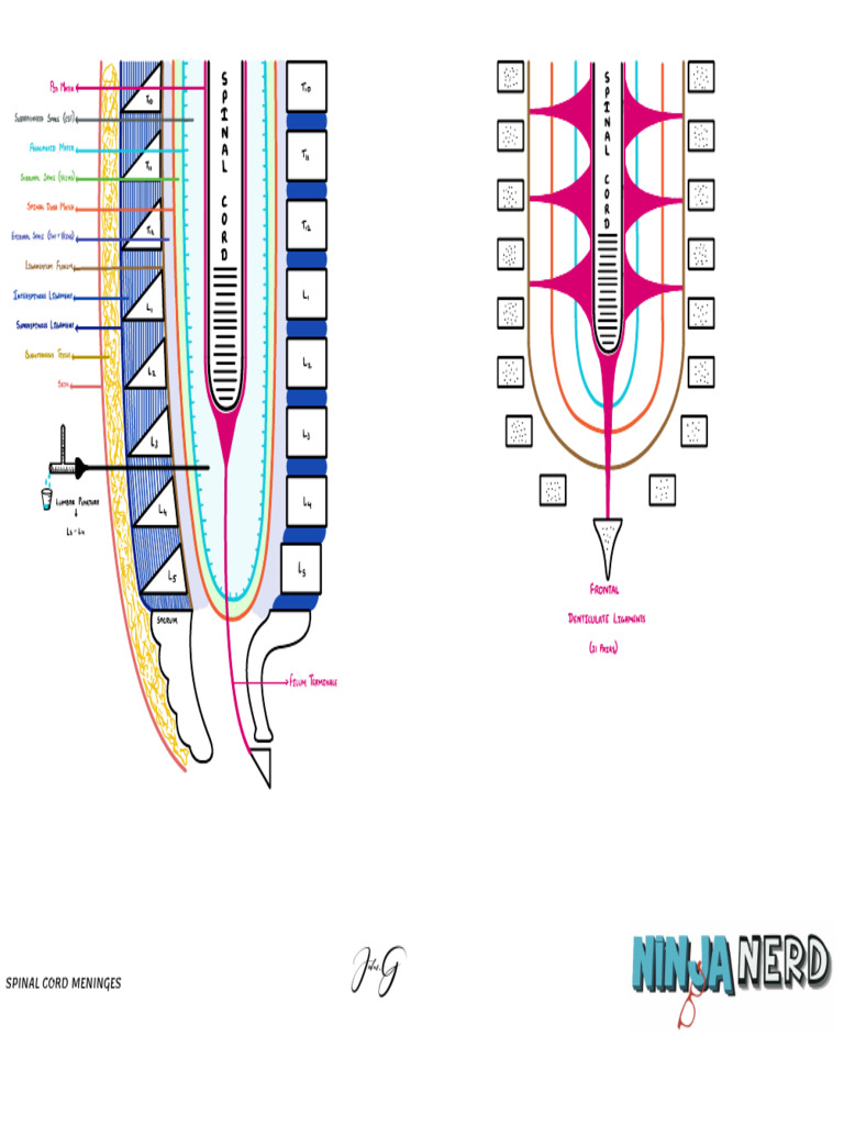 Spinal Cord Meninges | PDF