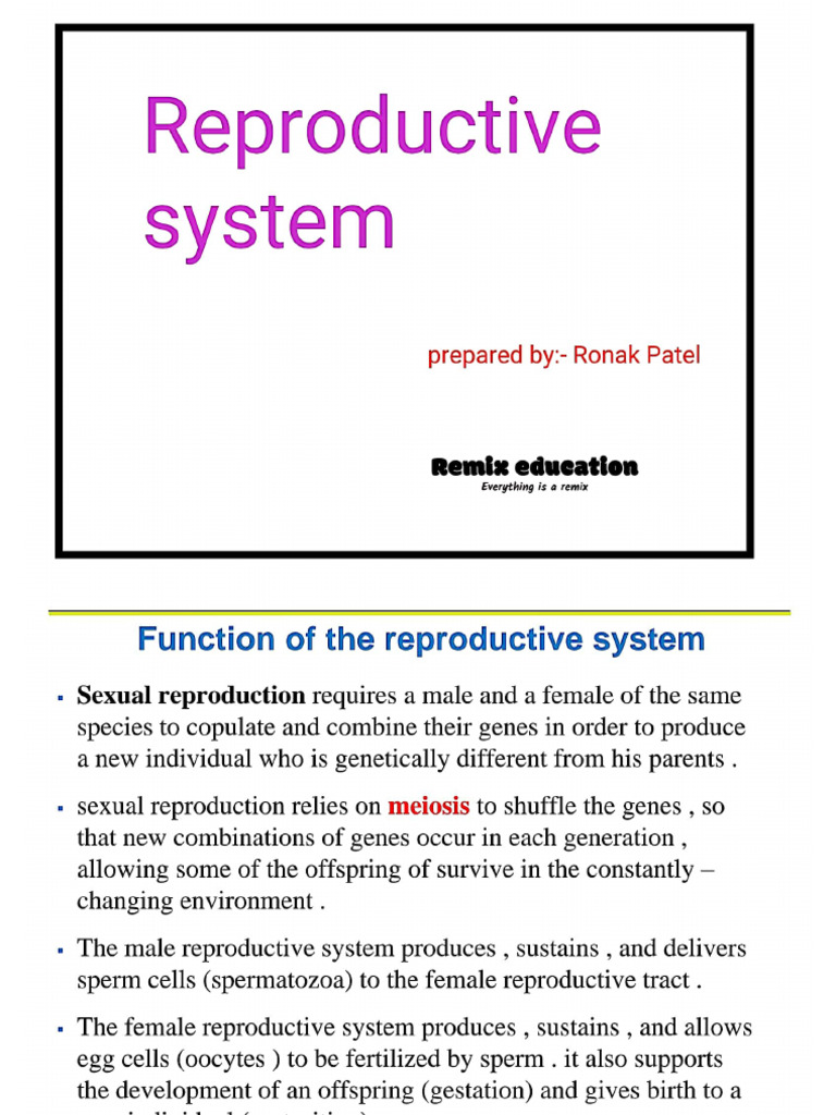 REPRODUCTIVE SYSTEM Best For Study | PDF