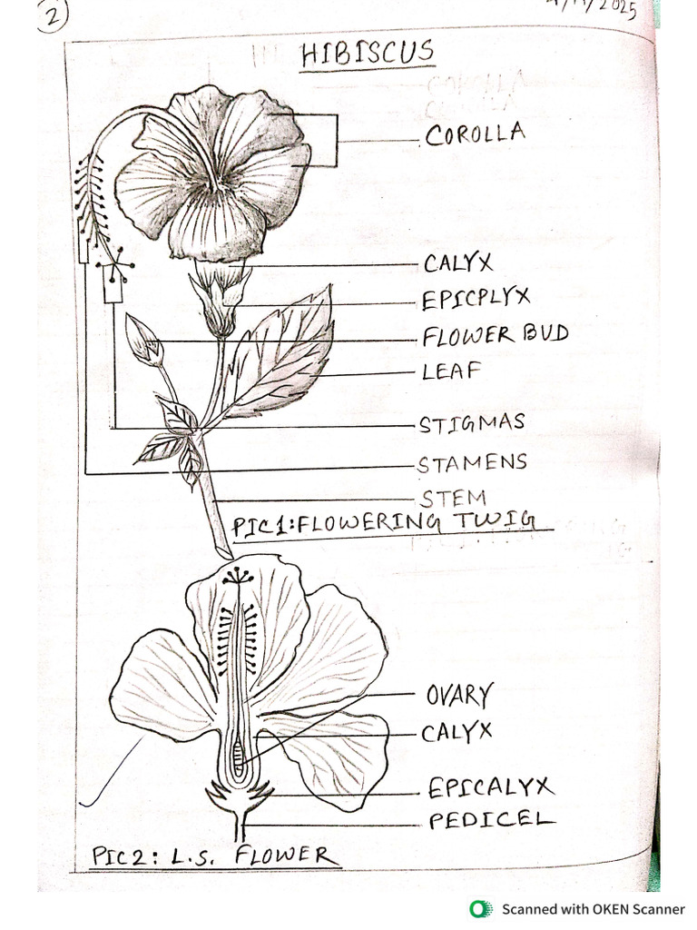 Flowers | PDF