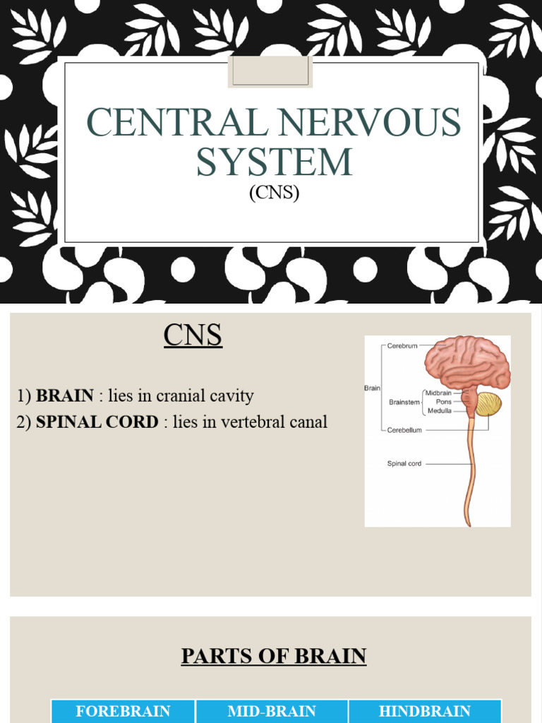 Central Nervous System | PDF | Central Nervous System | Cerebrum