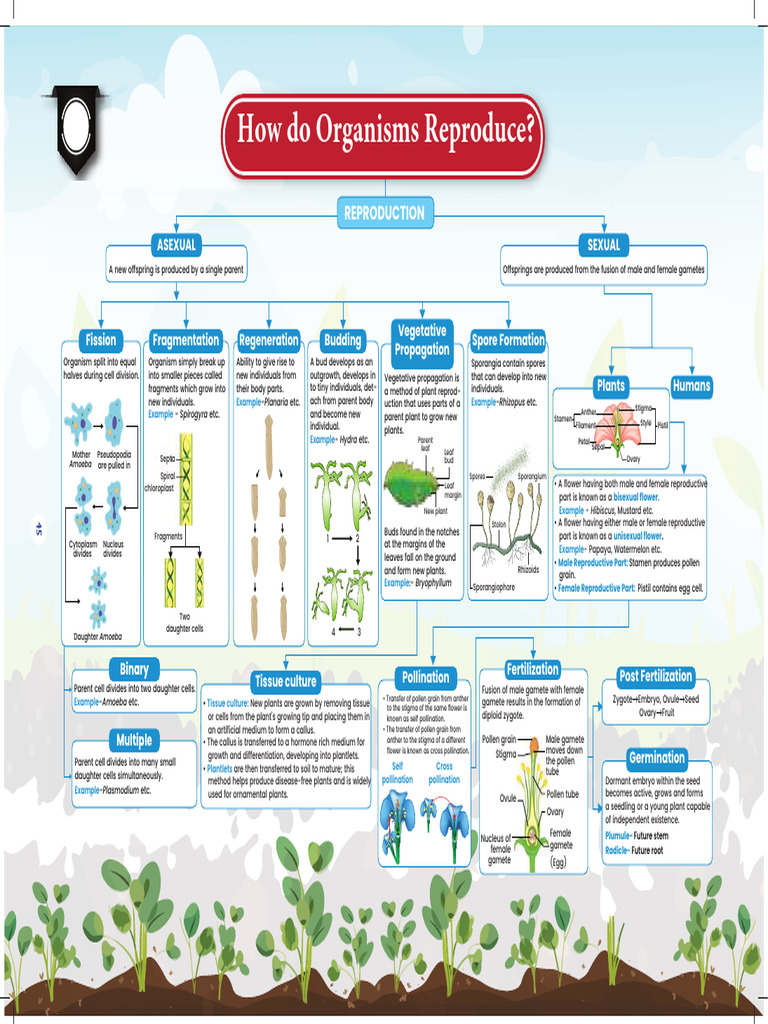 6977af2fc27a4af917b02b8f - ## - How Do Organisms Reproduce - Short ...