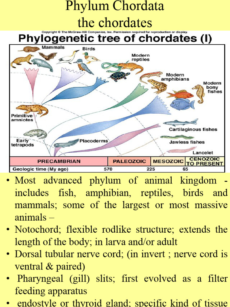 Zoology II The Chordates | PDF | Vertebrates | Zoology