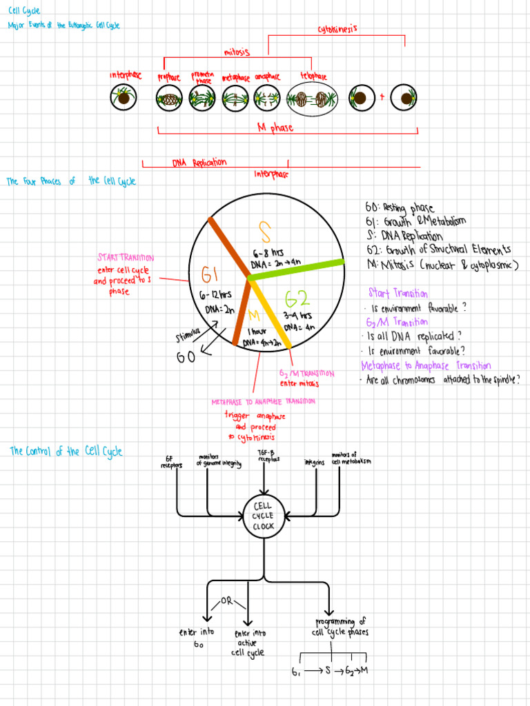 Cell Cycle and Cell Junction | PDF | Cell Cycle | Mitosis