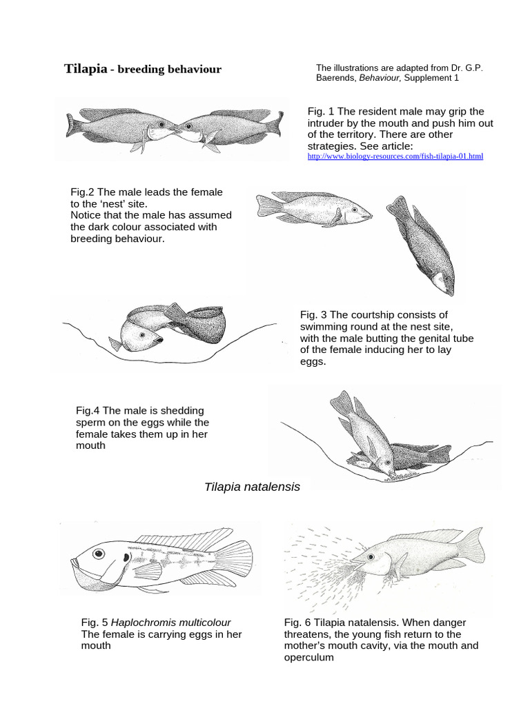 Fish Tilapia 2 | PDF