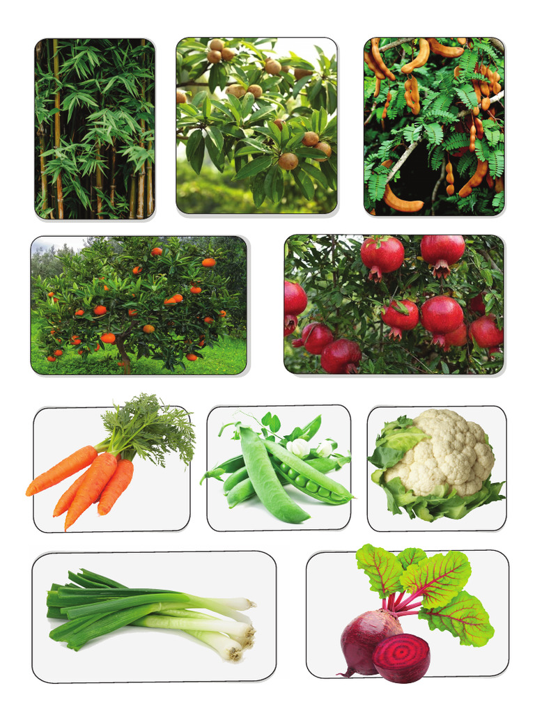 Tree Vegetables | PDF