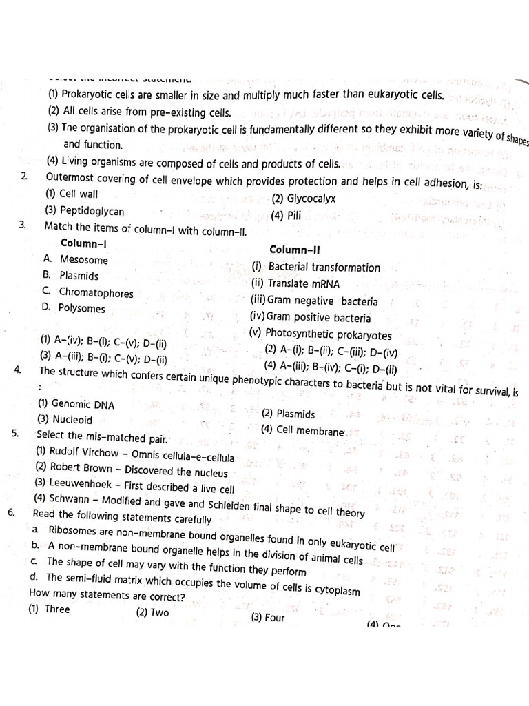 Cell English Questions | PDF