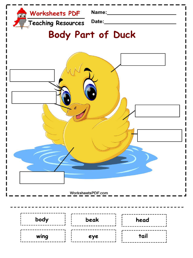 Body Part of Duck Compressed | PDF