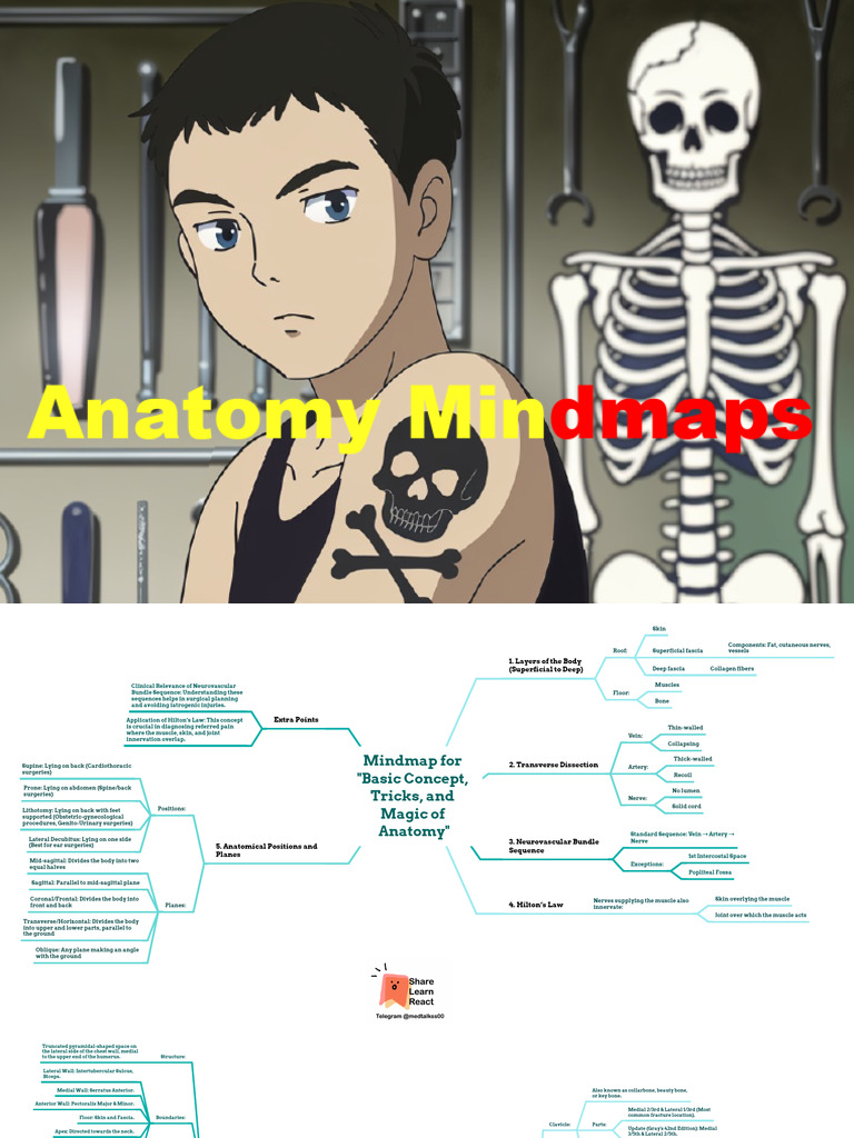 Anatomy Mindmaps | PDF | Arm | Anatomical Terms Of Motion