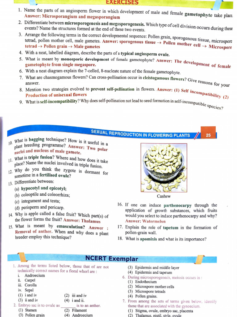 Botany Questions | PDF