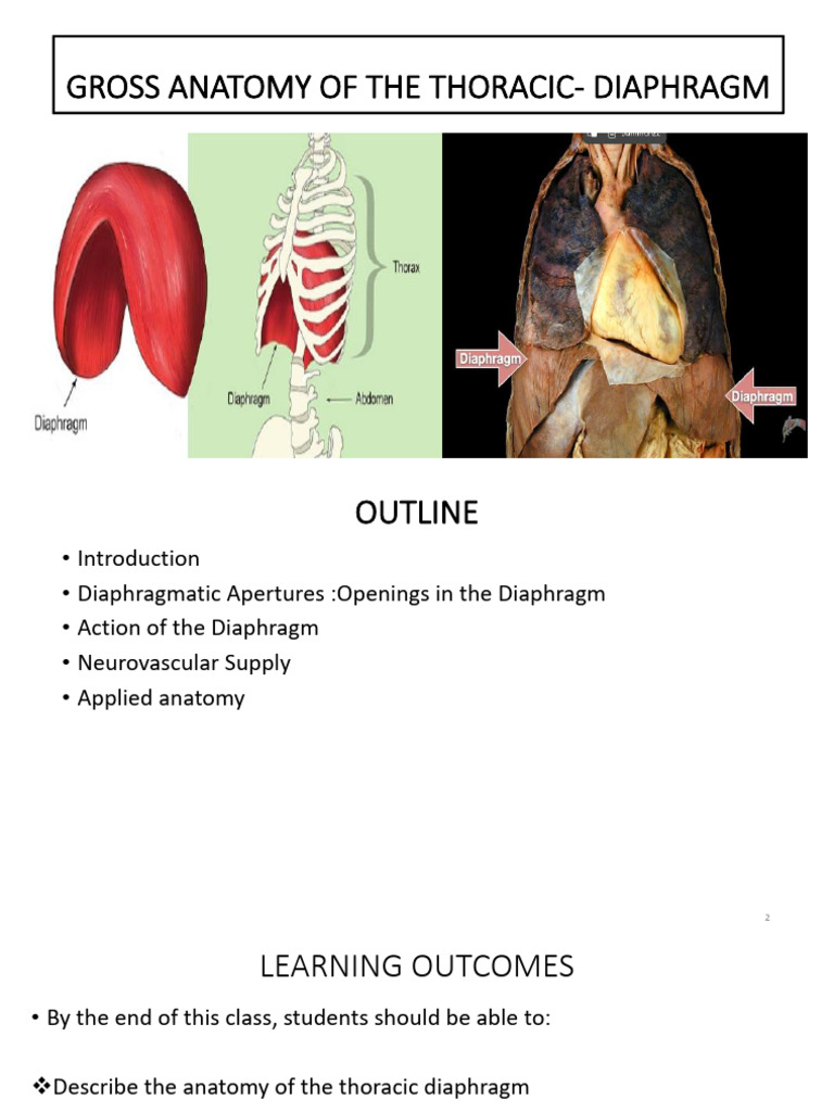 Gross Anatomy of The Thoracic - Diaphragm | PDF | Vertebra | Esophagus