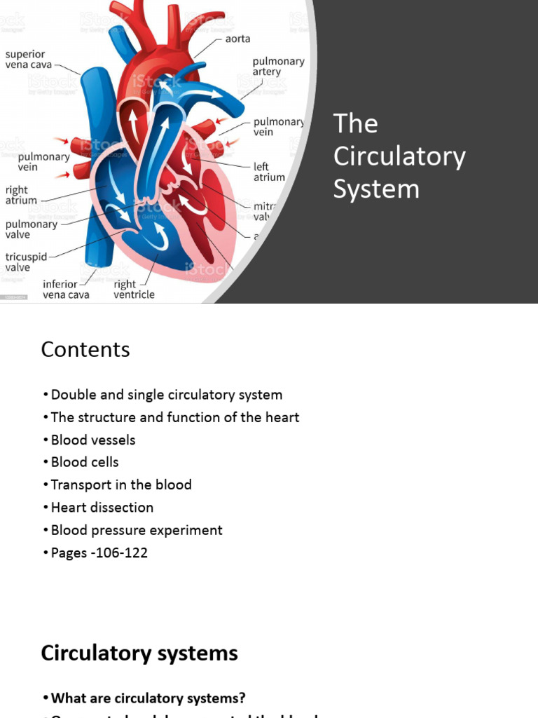The Circulatory System | PDF