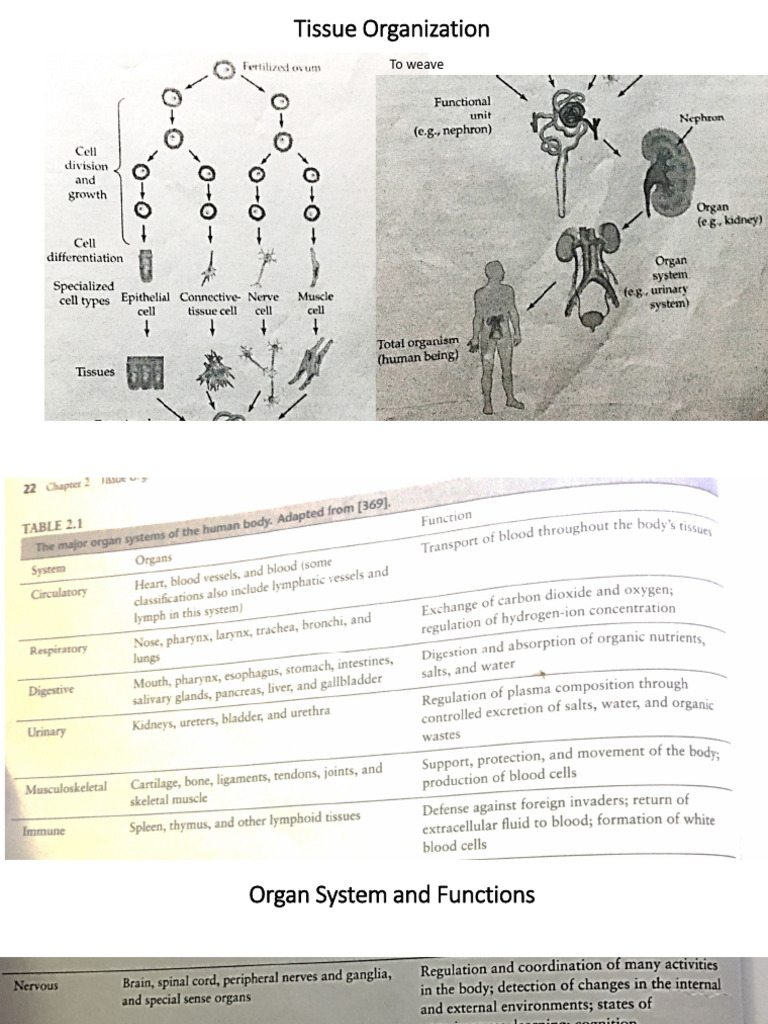 Class Slide - BSE614A-PART 2 | PDF | Extracellular Matrix | Cell Adhesion