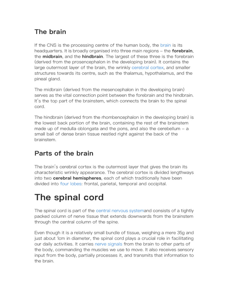 The Brain and Spinal Cord | PDF