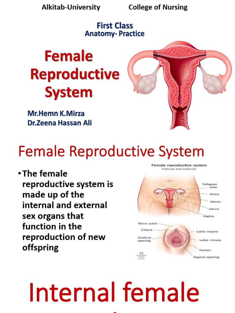 Female RS | PDF