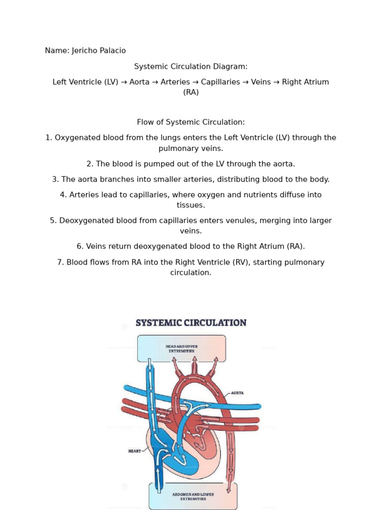 Systemic Circulation Diagram | PDF