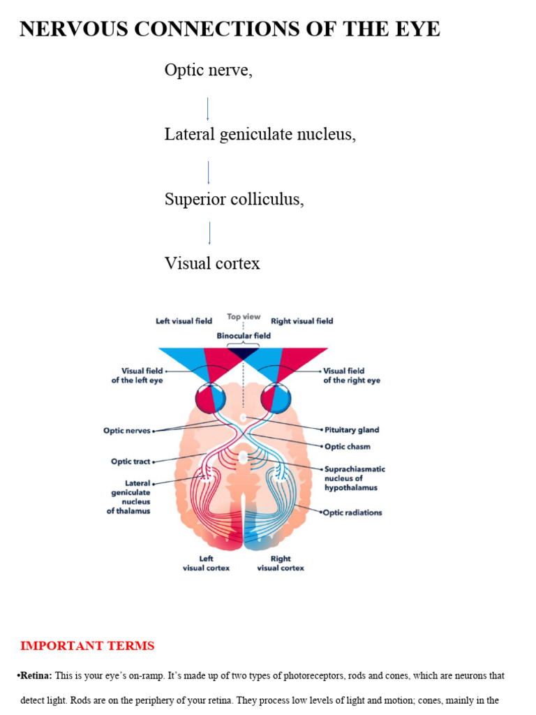 Neural Connections of The Eye | PDF | Visual Cortex | Visual System