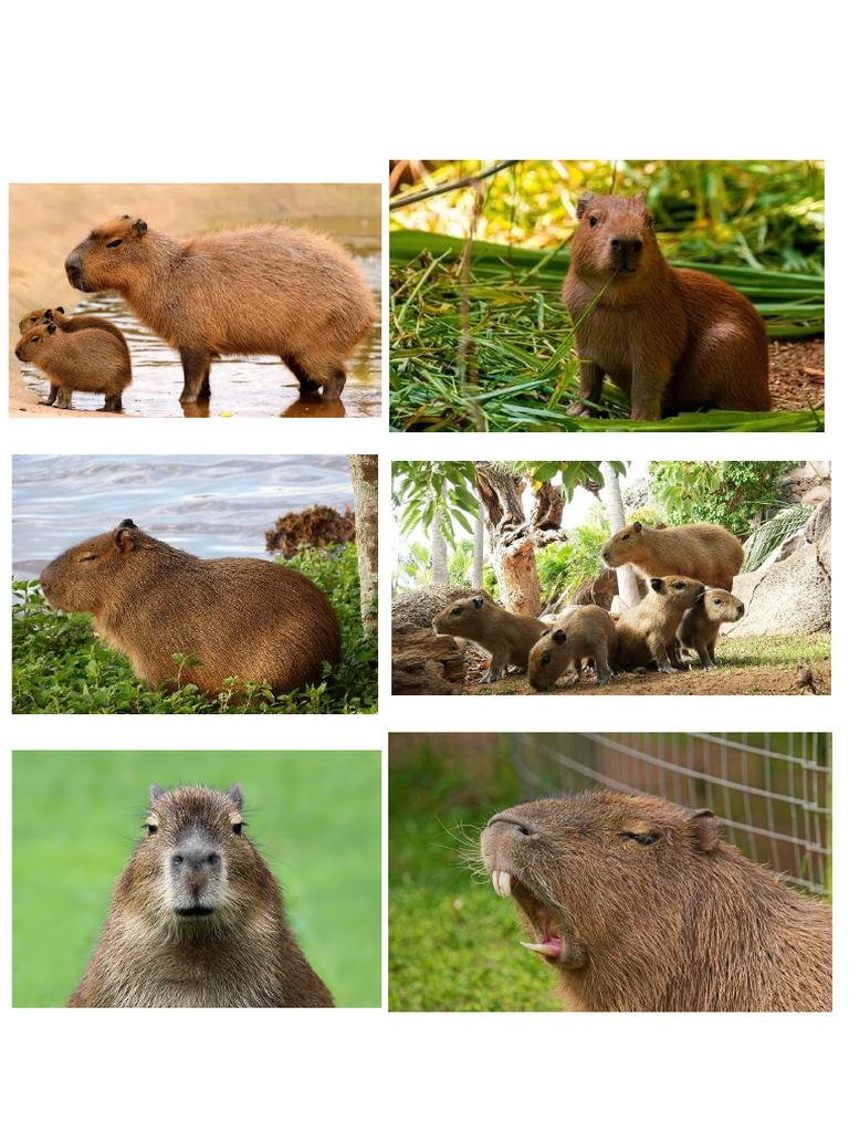 Capibara | PDF