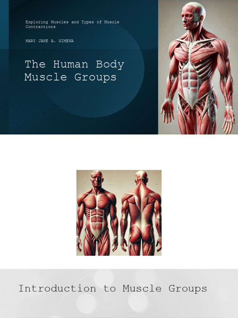 The Human Body Muscle Group | PDF | Muscle | Muscle Contraction