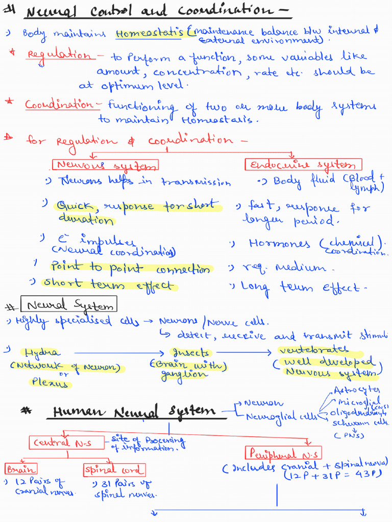 Neural Control and Coordination _250923_112152 (1) | PDF