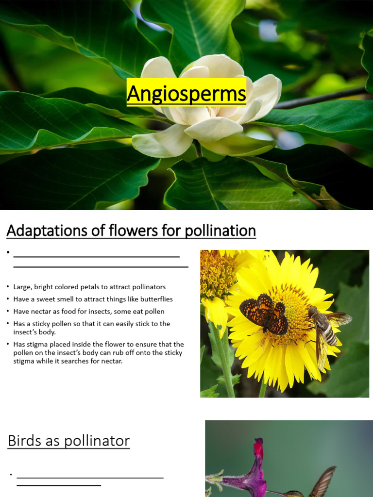 Angiosperms 2 | PDF | Seed | Flowers