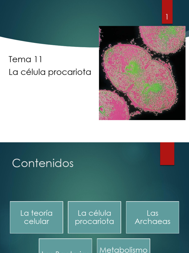 Tema 11. La Celula Procariota | PDF | Las bacterias | Archaea