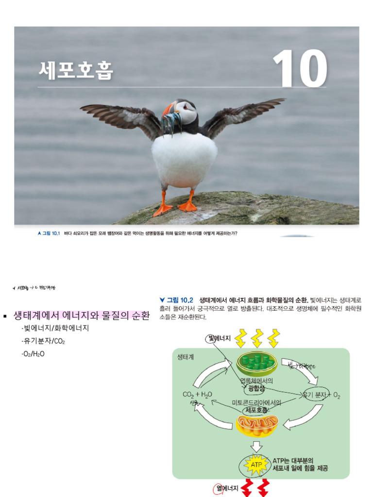 일반 생물학 10장 (세포호흡) | PDF