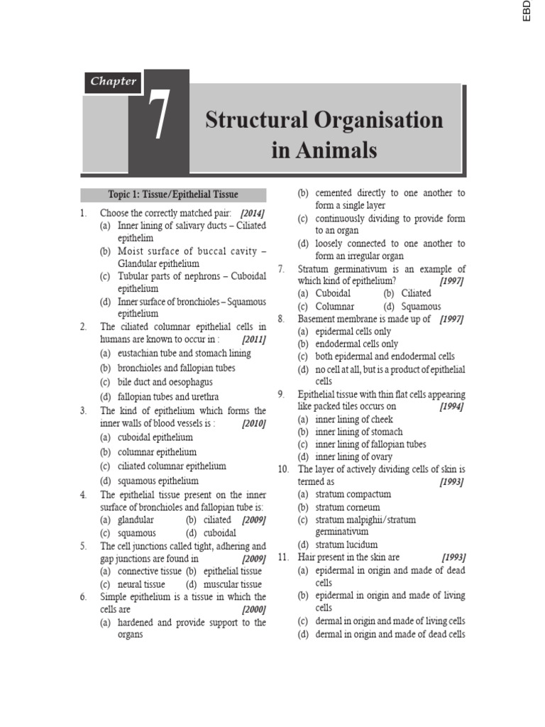 Structural Organisation in Animals | PDF | Epithelium | Muscle