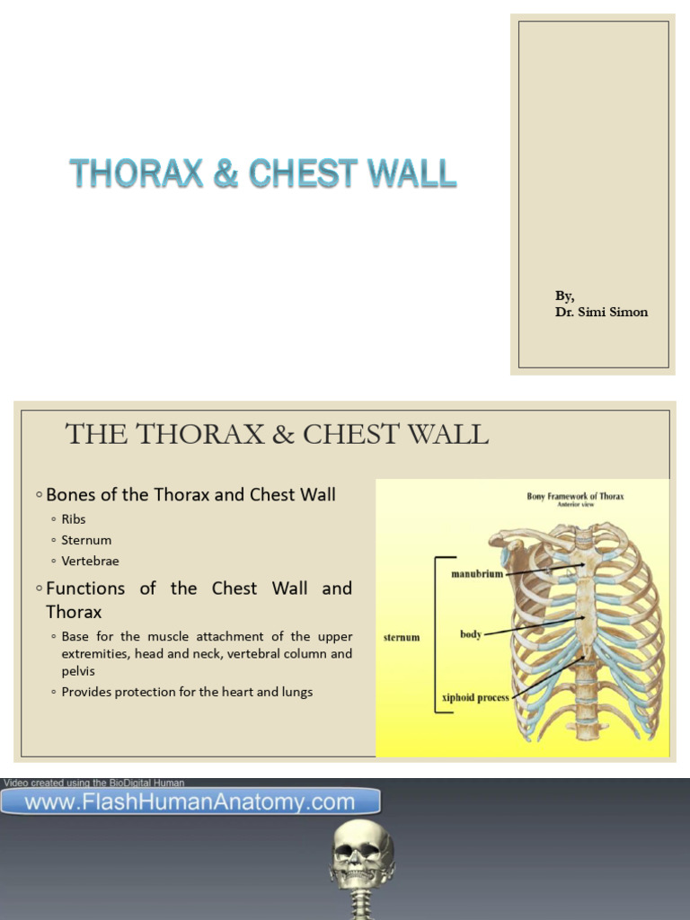 Biomechanics - Thorax & Chest Wall | PDF | Vertebra | Thorax