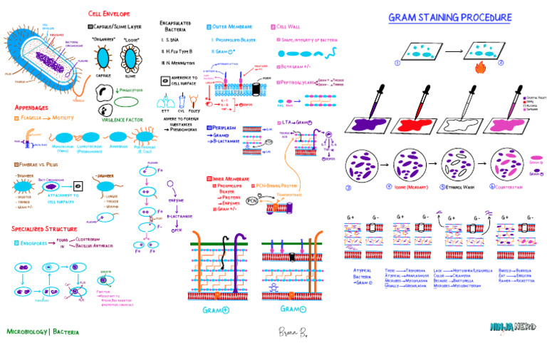 Bacteria Structure and Function (1) Atf | PDF | Lipopolysaccharide ...