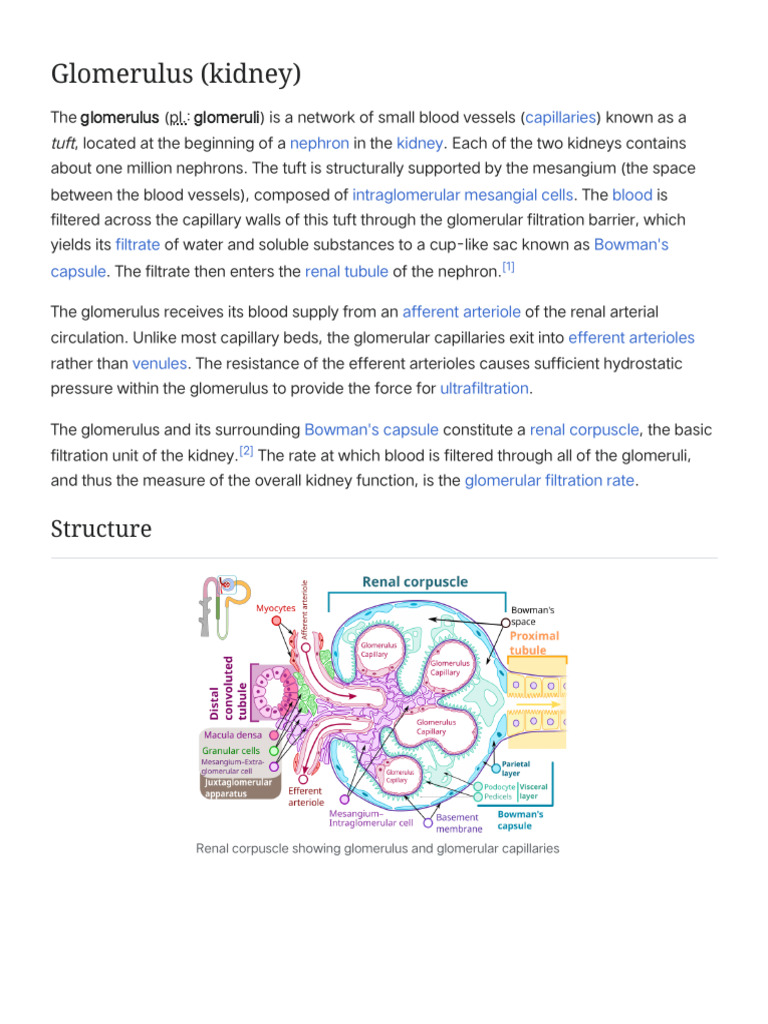 Glomerulus (Kidney) - Wikipedia | PDF | Kidney | Anatomy