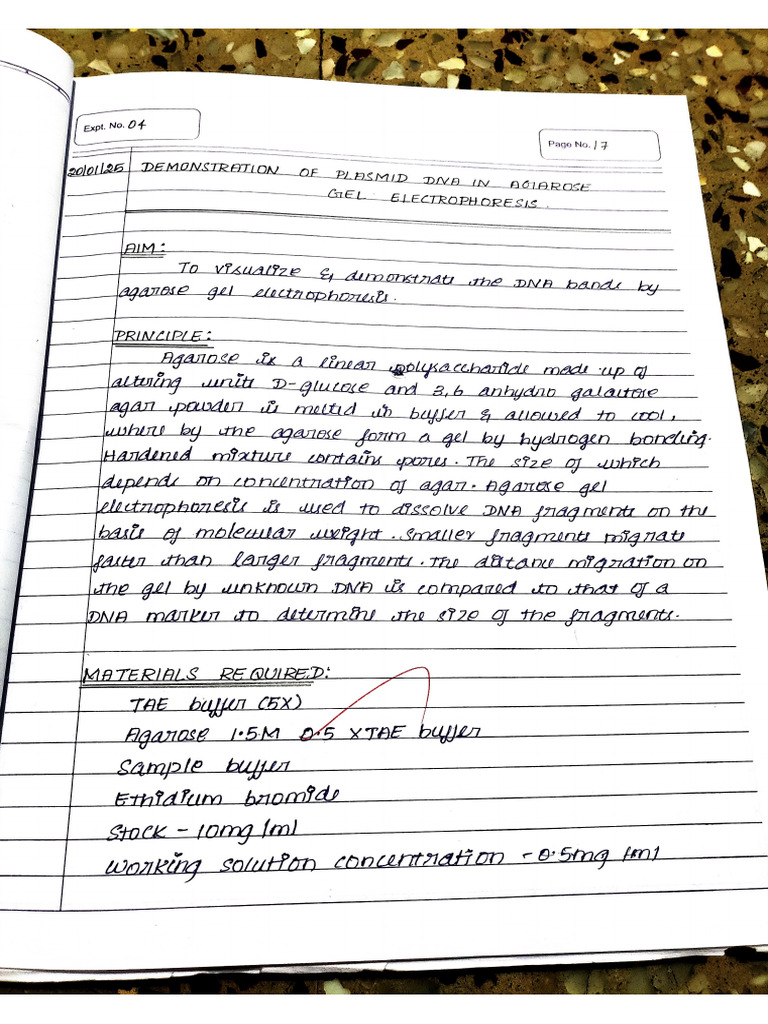 mol bio expt 4 | PDF